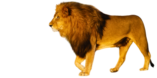 Löwenstarkes Marketing für exklusive Unternehmen